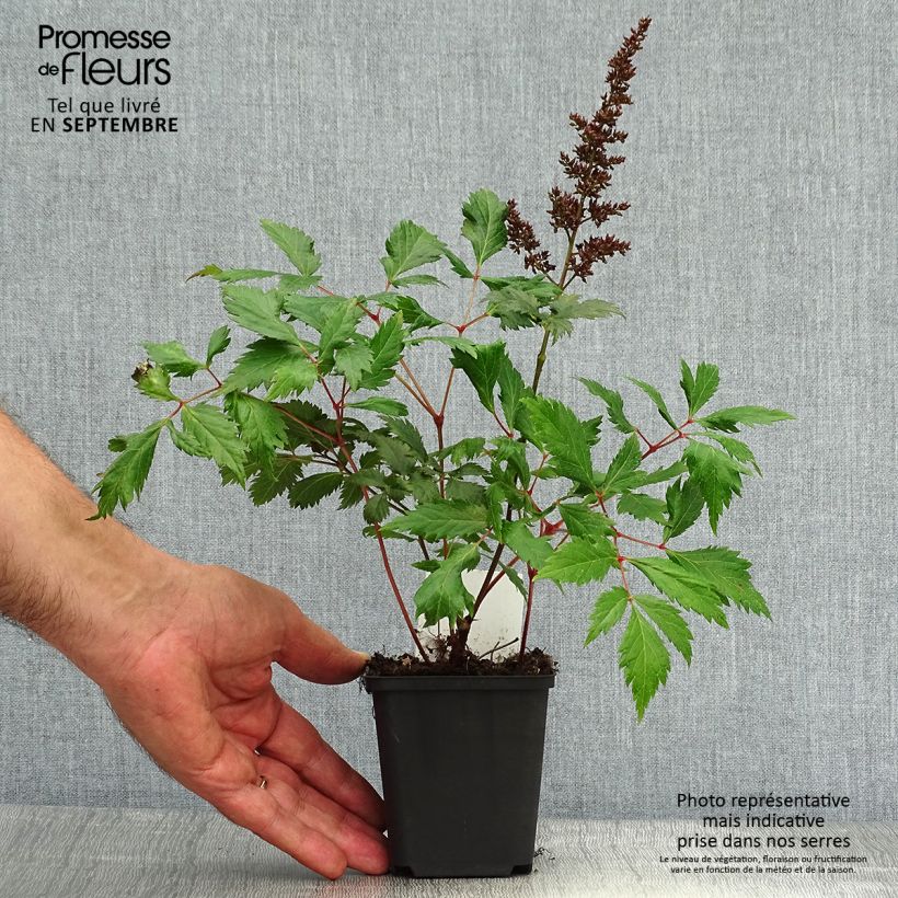 Spécimen de Astilbe arendsii Fanal Godet de 7/8 cm tel que livré en automne
