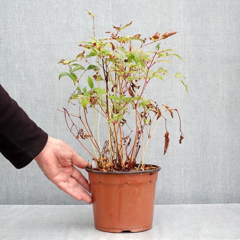 Spécimen de Astilbe arendsii Moccachino Pot de 2L/3L tel que livré en automne