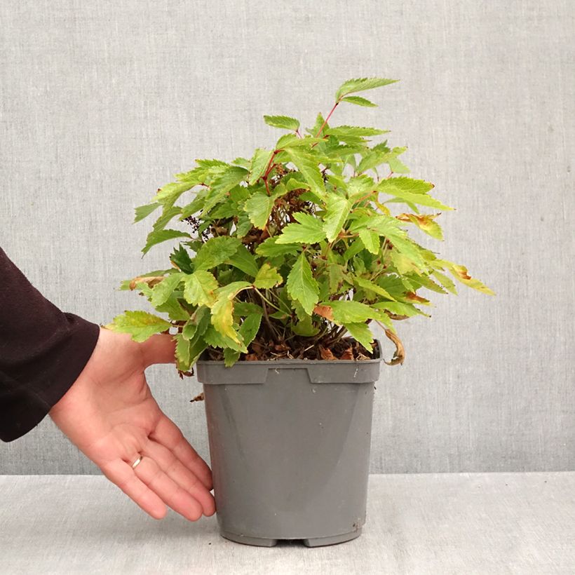 Spécimen de Astilbe arendsii Rock and Roll Pot de 2L/3L tel que livré en automne