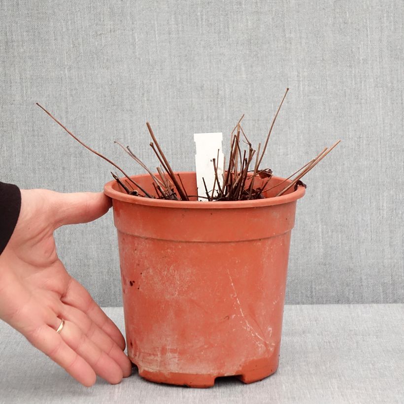 Spécimen de Astilbe arendsii Rock and Roll Pot de 2L/3L tel que livré en hiver