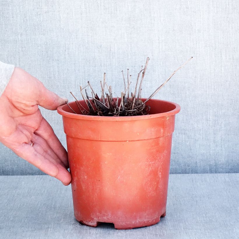 Spécimen de Astilbe arendsii Rock and Roll Pot de 2L/3L tel que livré au printemps