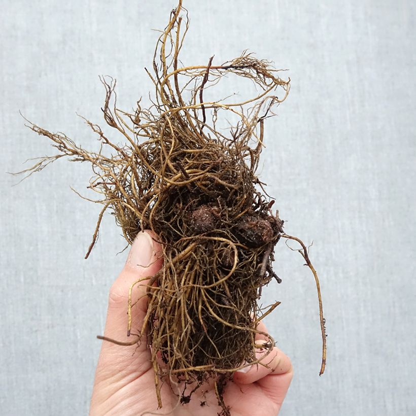 Spécimen de Astilbe arendsii Rock and Roll Racines nues, Qualité Extra équivalant à un pot de 2L tel que livré en hiver