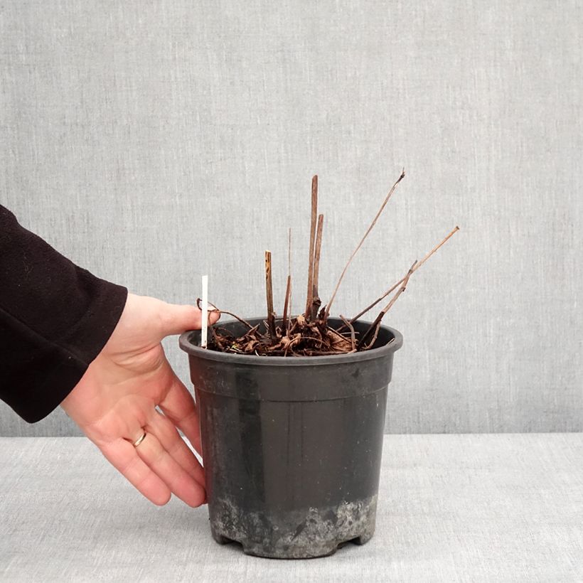 Spécimen de Astilbe chinensis Mighty Chocolate Cherry Pot de 2L/3L tel que livré en hiver