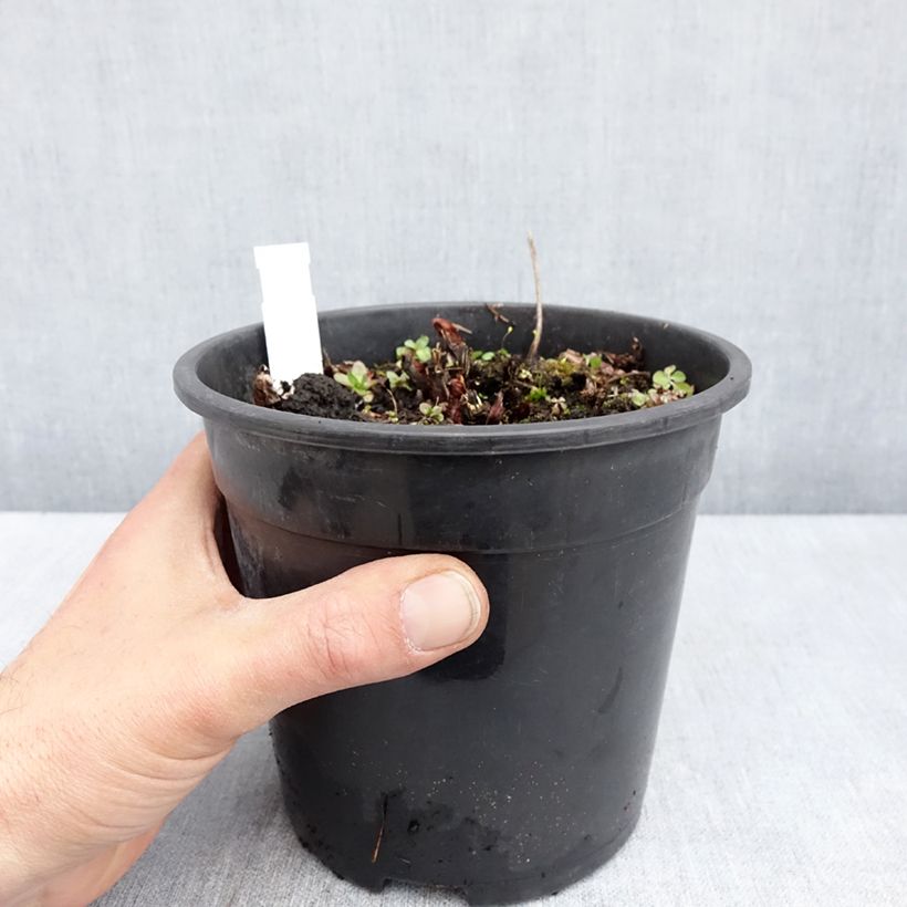 Spécimen de Astilbe chinensis Mighty Chocolate Cherry Pot de 2L/3L tel que livré au printemps