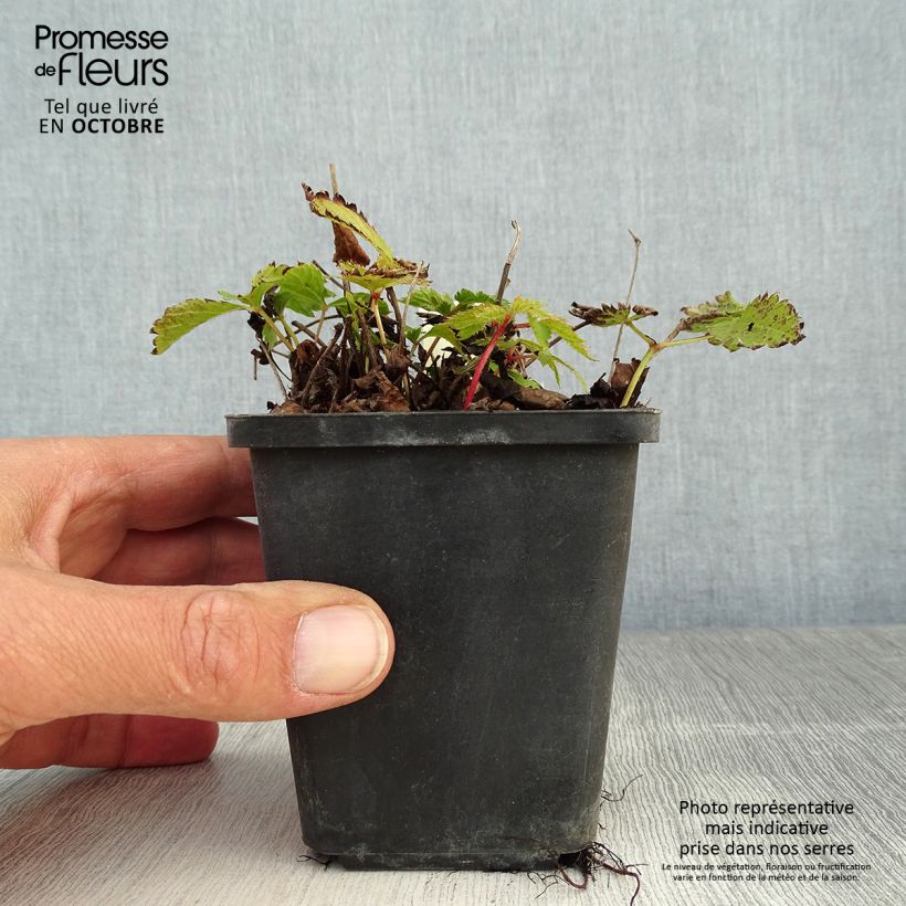 Spécimen de Astilbe chinensis Pumila Godet de 8/9 cm tel que livré en automne
