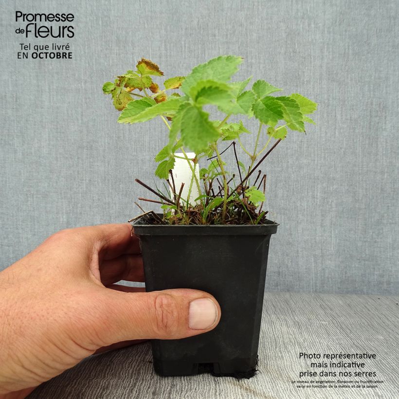 Spécimen de Astilbe Chinensis Purpurkerze Godet de 8/9 cm tel que livré en automne