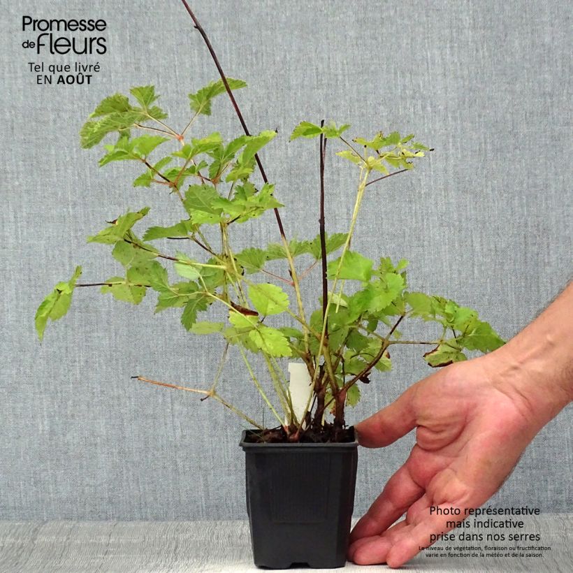Spécimen de Astilbe chinensis var. taquetii Purpurlanze Godet de 8/9 cm tel que livré en été