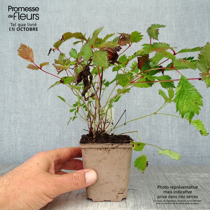 Spécimen de Astilbe chinensis Veronica Klose Godet de 8/9 cm tel que livré en automne