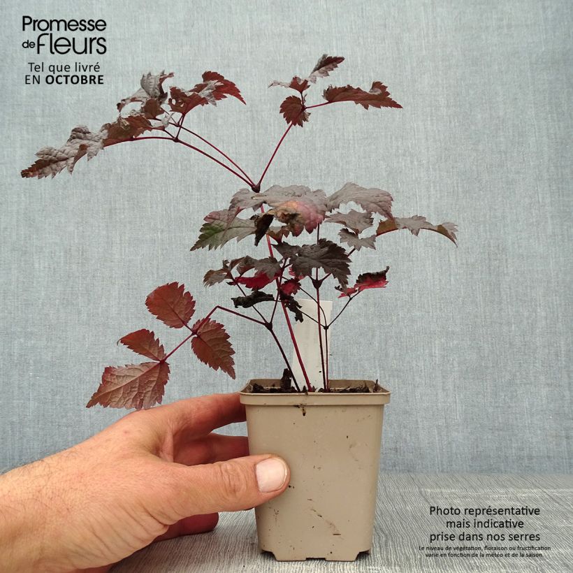 Spécimen de Astilbe Chocolate Shogun Godet de 8/9 cm tel que livré en automne