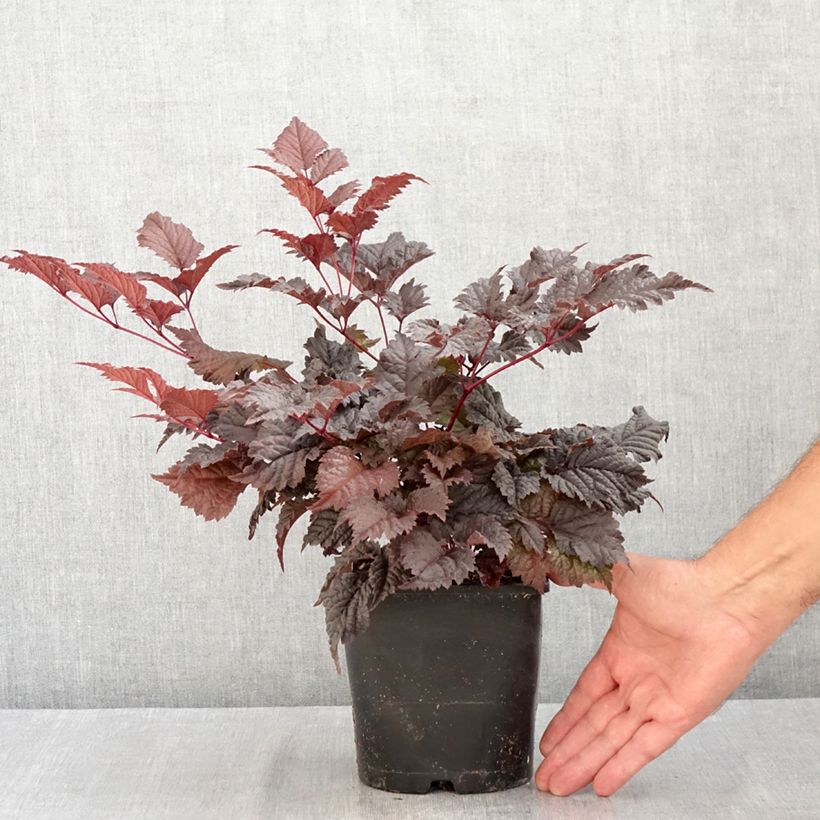 Spécimen de Astilbe Chocolate Shogun Pot de 1,5L/2L tel que livré en été