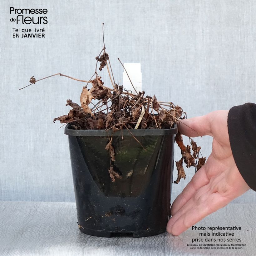 Spécimen de Astilbe Chocolate Shogun Pot de 1,5L/2L tel que livré en hiver