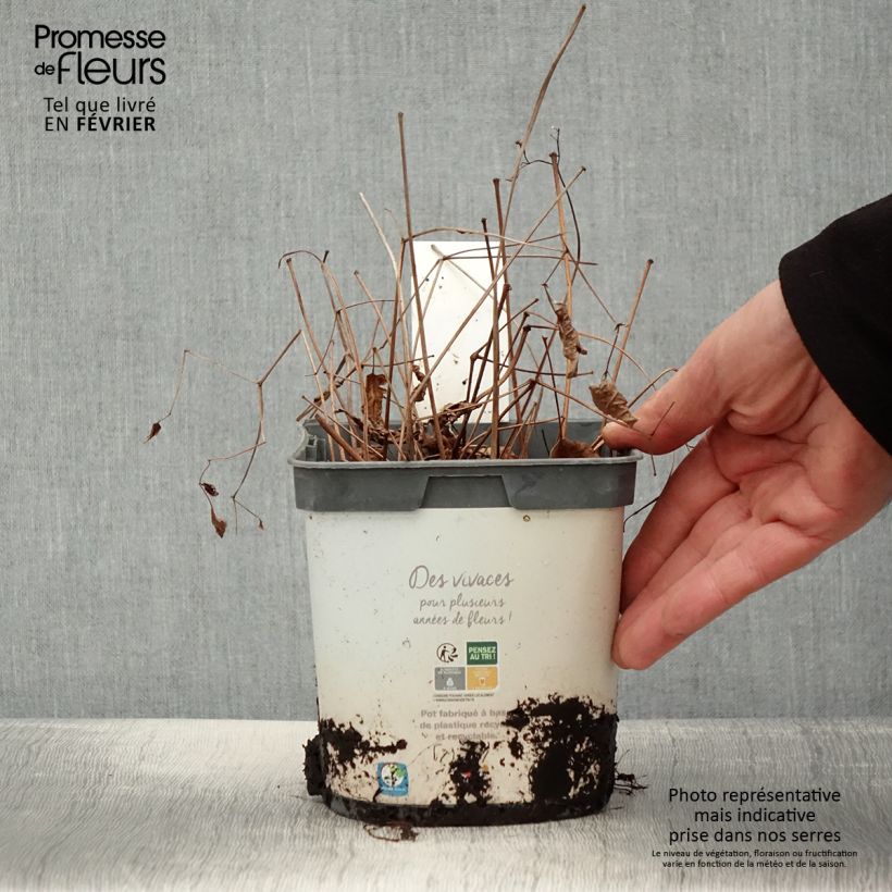 Spécimen de Astilbe japonica Deutschland Pot de 2L/3L tel que livré en hiver