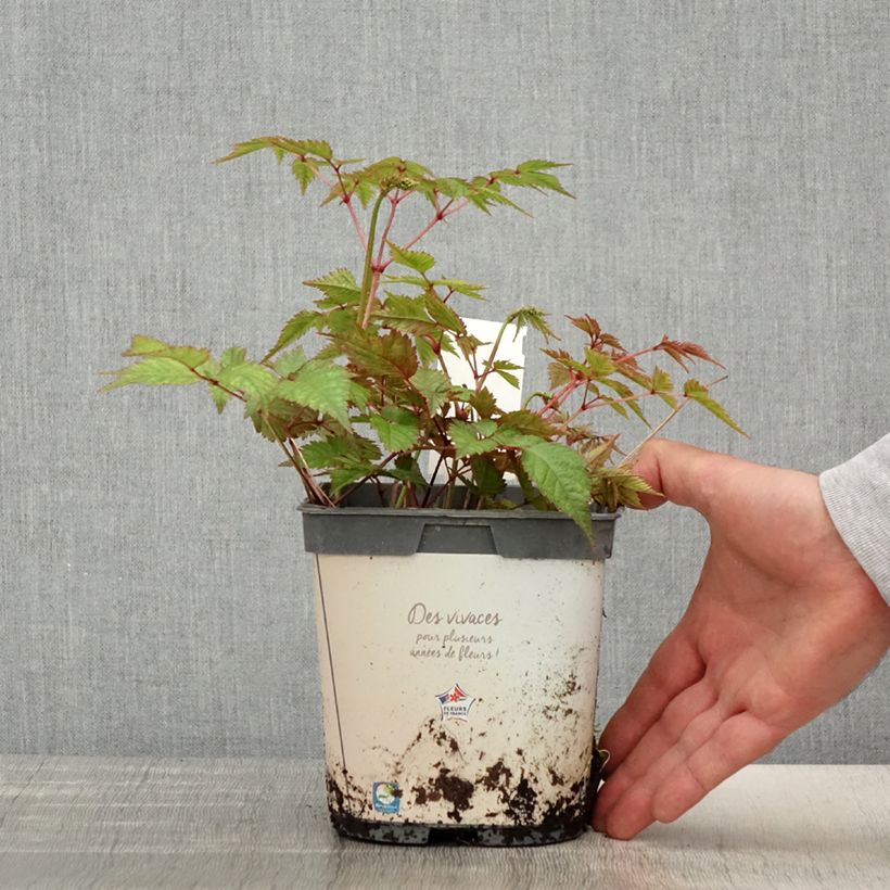 Spécimen de Astilbe japonica Deutschland Pot de 2L/3L tel que livré au printemps