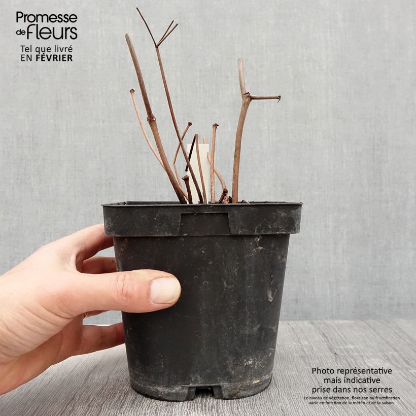 Spécimen de Astilbe japonica Peach Blossom Pot de 1,5L/2L tel que livré en hiver