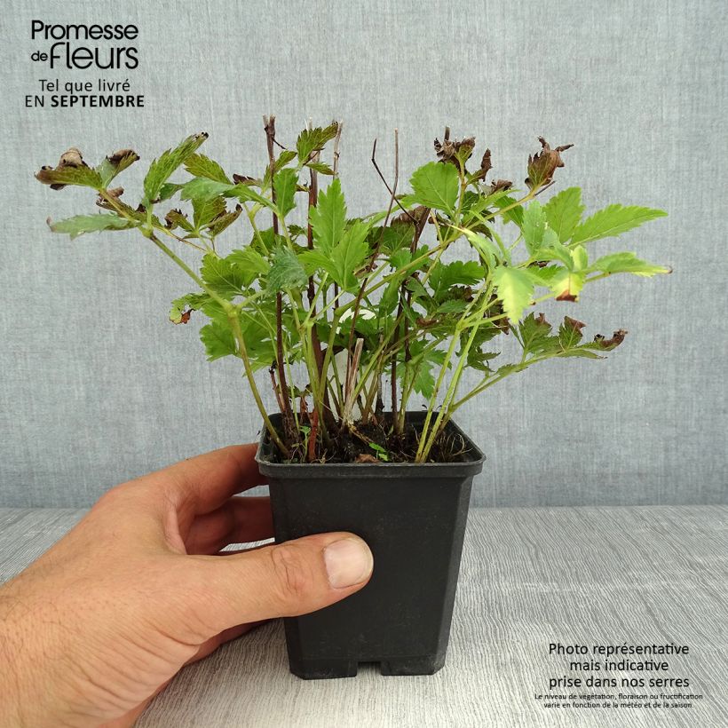 Spécimen de Astilbe japonica Red Sentinel Godet de 8/9 cm tel que livré en été