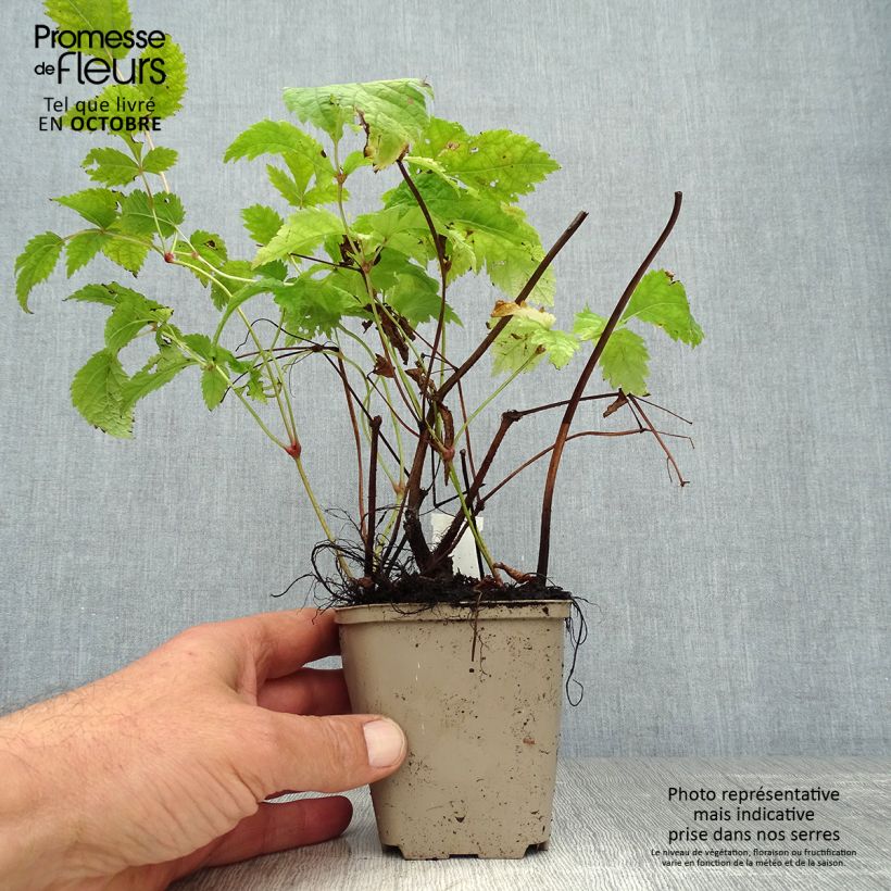 Spécimen de Astilbe Prof. van der Wielen Godet de 8/9 cm tel que livré en automne