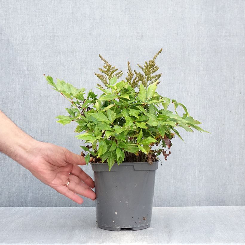 Spécimen de Astilbe simplicifolia Darwin s Snow Sprite Pot de 2L/3L tel que livré en automne