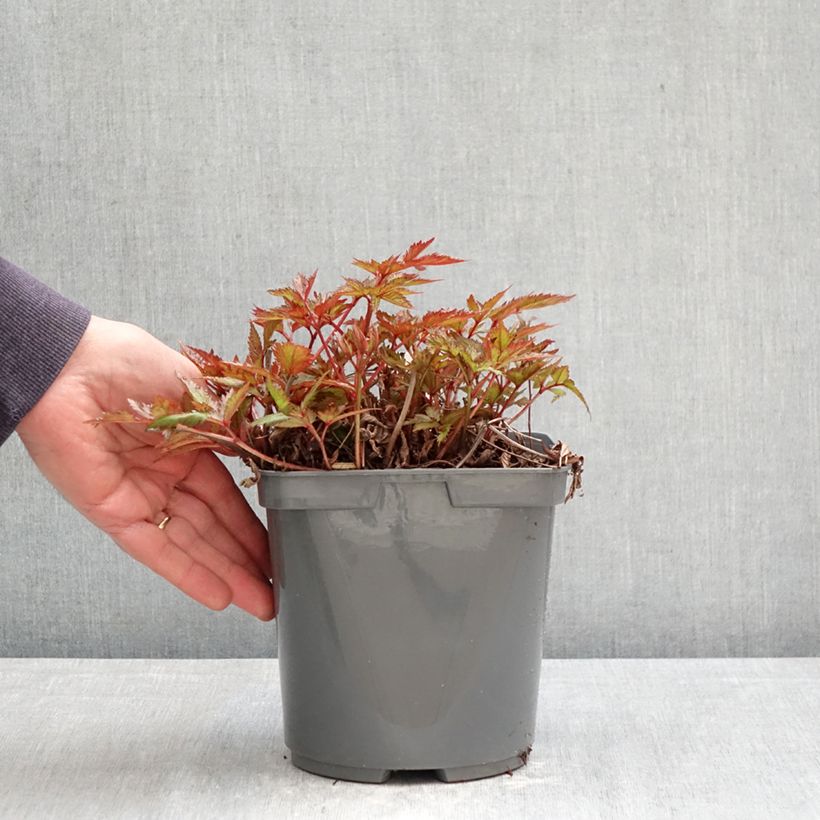 Spécimen de Astilbe simplicifolia Darwin's Snow Sprite Pot de 2L/3L tel que livré au printemps