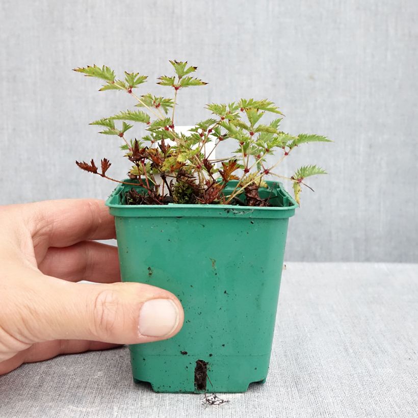 Spécimen de Astilbe simplicifolia Sprite Godet de 8/9 cm tel que livré en automne