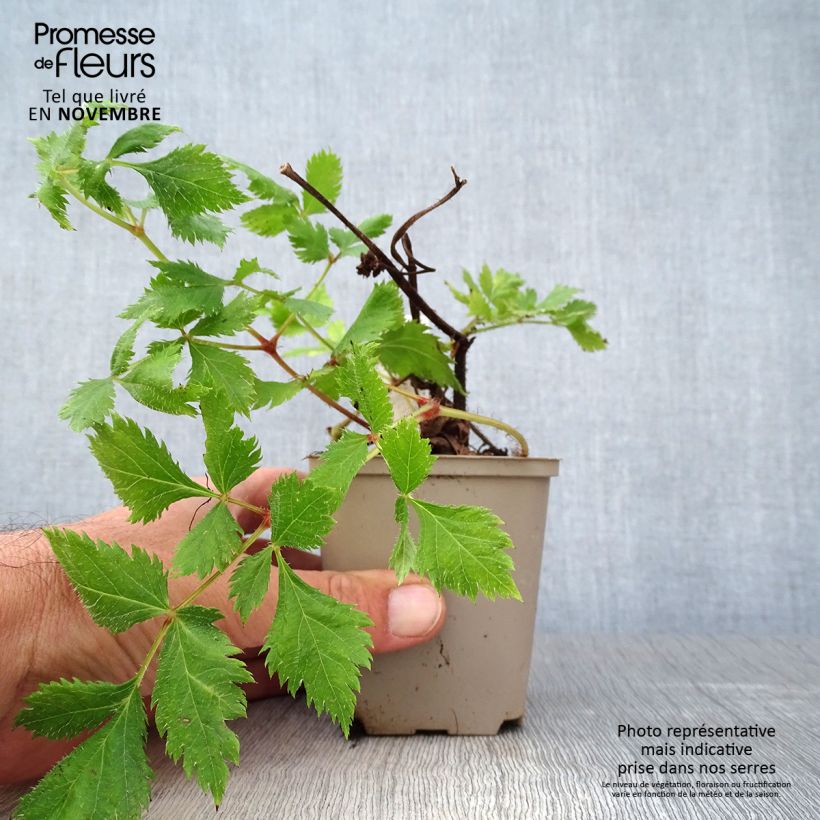 Spécimen de Astilbe Vision in Red Godet de 8/9 cm tel que livré en automne