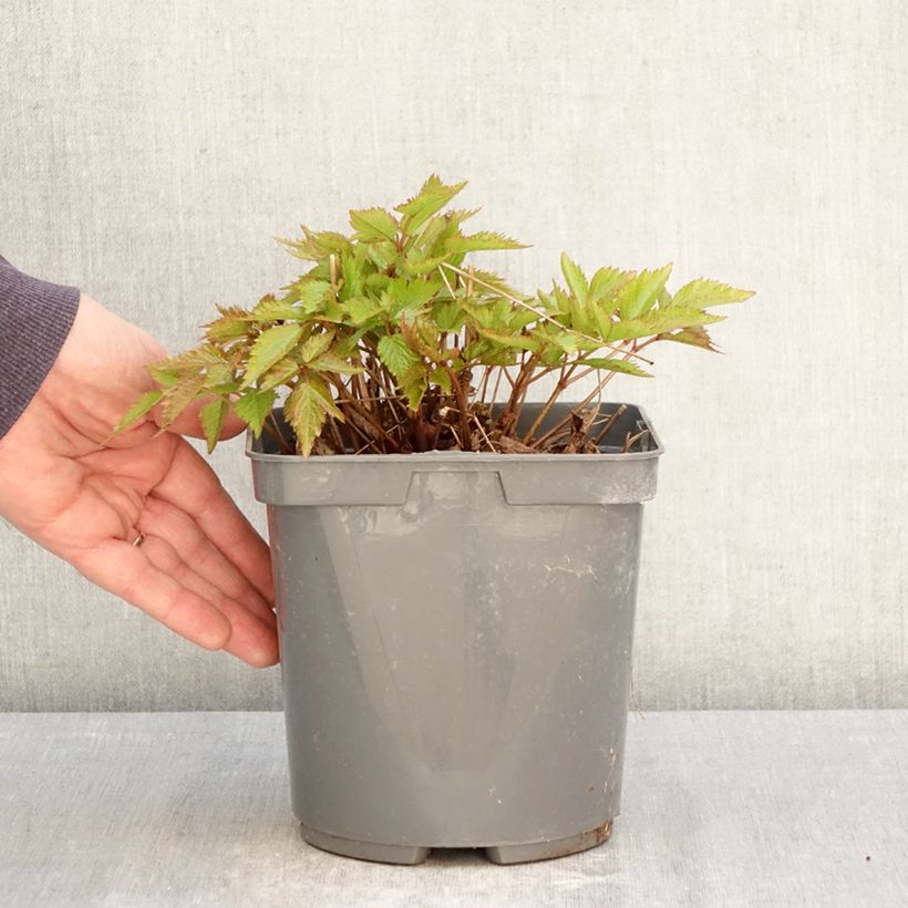 Spécimen de Astilbe Younique® Red (Ruby Red) Pot de 2L/3L tel que livré au printemps