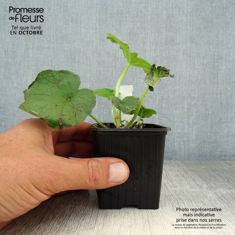 Spécimen de Astilboides tabularis Godet de 8/9 cm tel que livré en automne