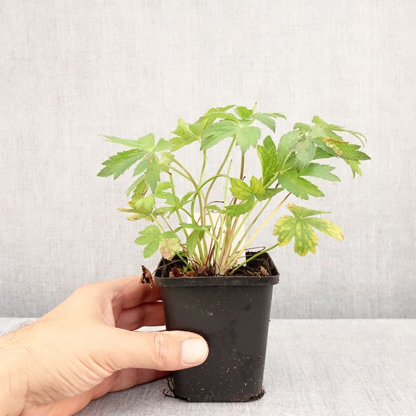 Spécimen de Astrance - Astrantia major Florence Godet de 8/9 cm tel que livré en automne