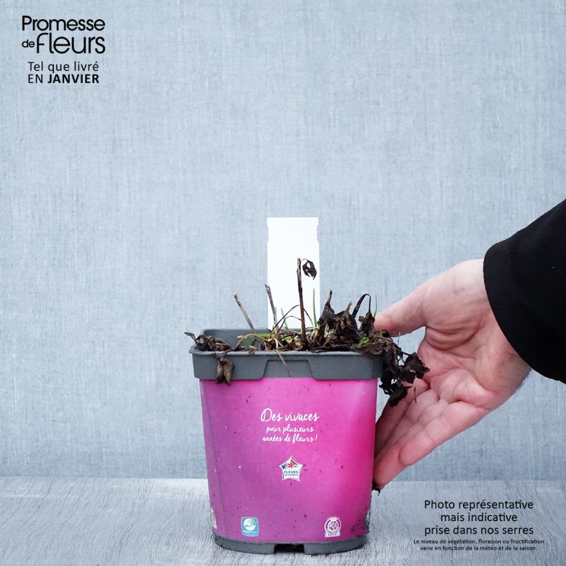 Spécimen de Astrance - Astrantia major Roma Pot de 2L/3L tel que livré en hiver