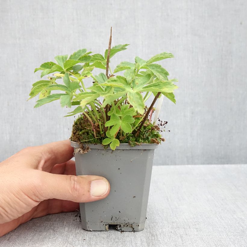 Spécimen de Astrance - Astrantia major Ruby Cloud Godet de 8/9 cm tel que livré en automne