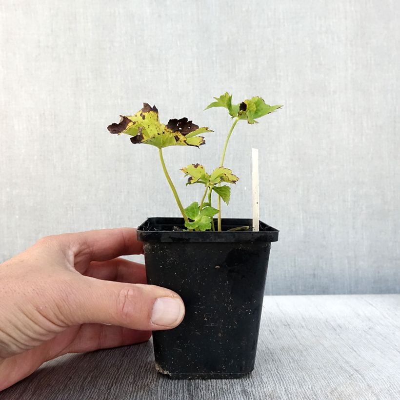 Spécimen de Astrance - Astrantia Star of Love Godet de 8/9 cm tel que livré en automne