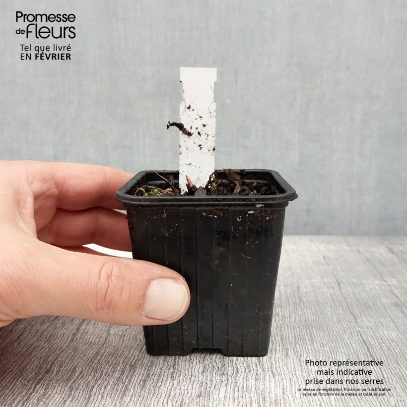 Spécimen de Astrance - Astrantia Star of Love Godet de 8/9 cm tel que livré en hiver