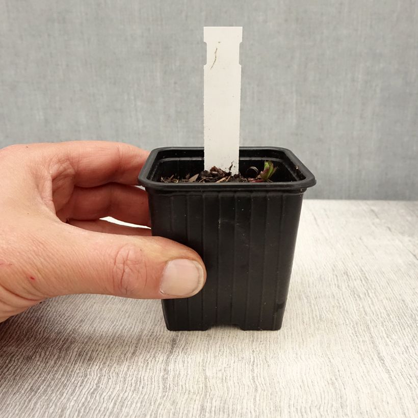 Astrantia major Star of Love Vasetto da 8/9 cm esemplare consegnato in primavera