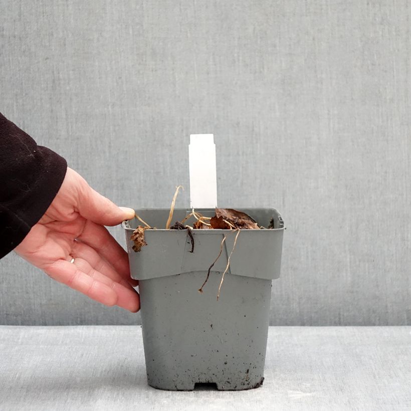 Spécimen de Astrance - Astrantia Star of Love Pot de 2L/3L tel que livré en hiver