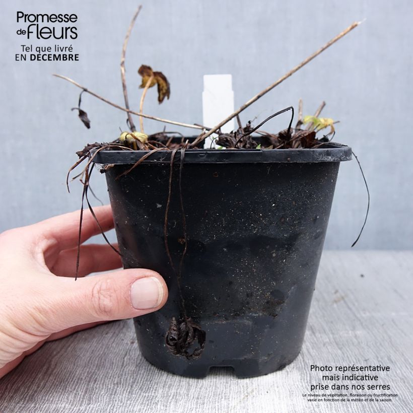 Spécimen de Astrance Major Venice Pot de 1,5L/2L tel que livré en hiver