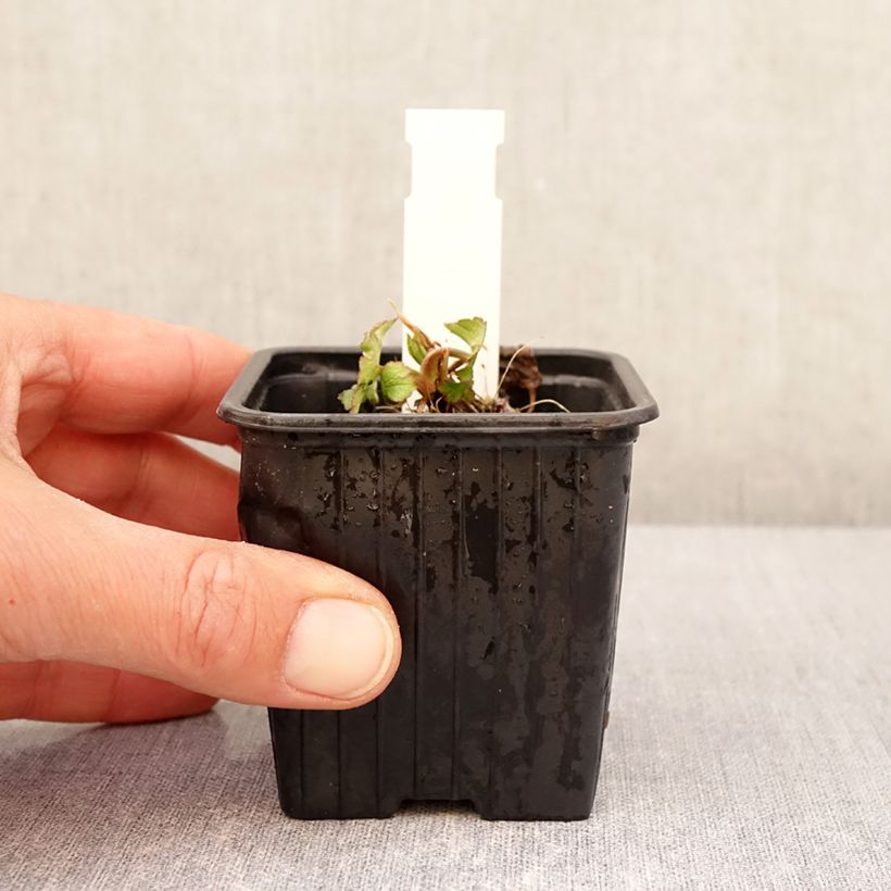 Astrantia bavarica Vasetto da 8/9 cm esemplare consegnato in primavera