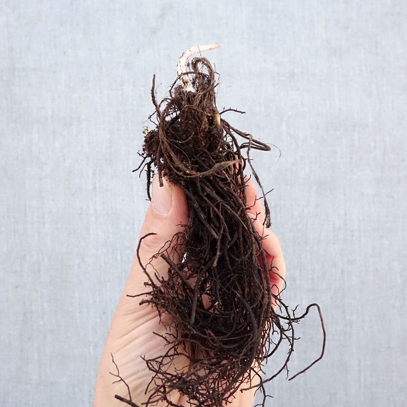 Spécimen de Astrantia major - Grande Astrance  Racines nues tel que livré en hiver