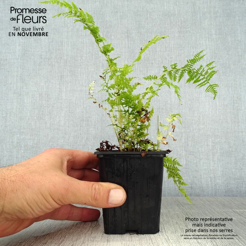Spécimen de Athyrium filix-femina - Fougère femelle Godet de 8/9 cm tel que livré en automne