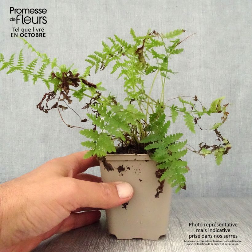 Spécimen de Athyrium filix-femina Rotstiel - Fougère femelle Godet de 8/9 cm tel que livré en automne