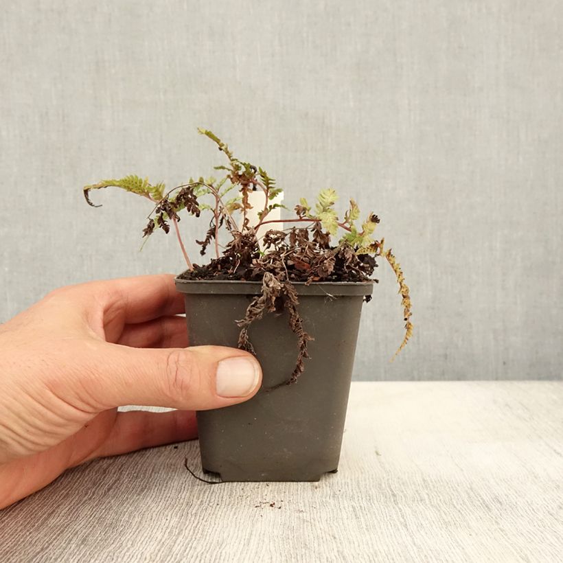 Spécimen de Athyrium niponicum Burgundy Lace - Fougère japonaise Godet de 8/9 cm tel que livré en automne