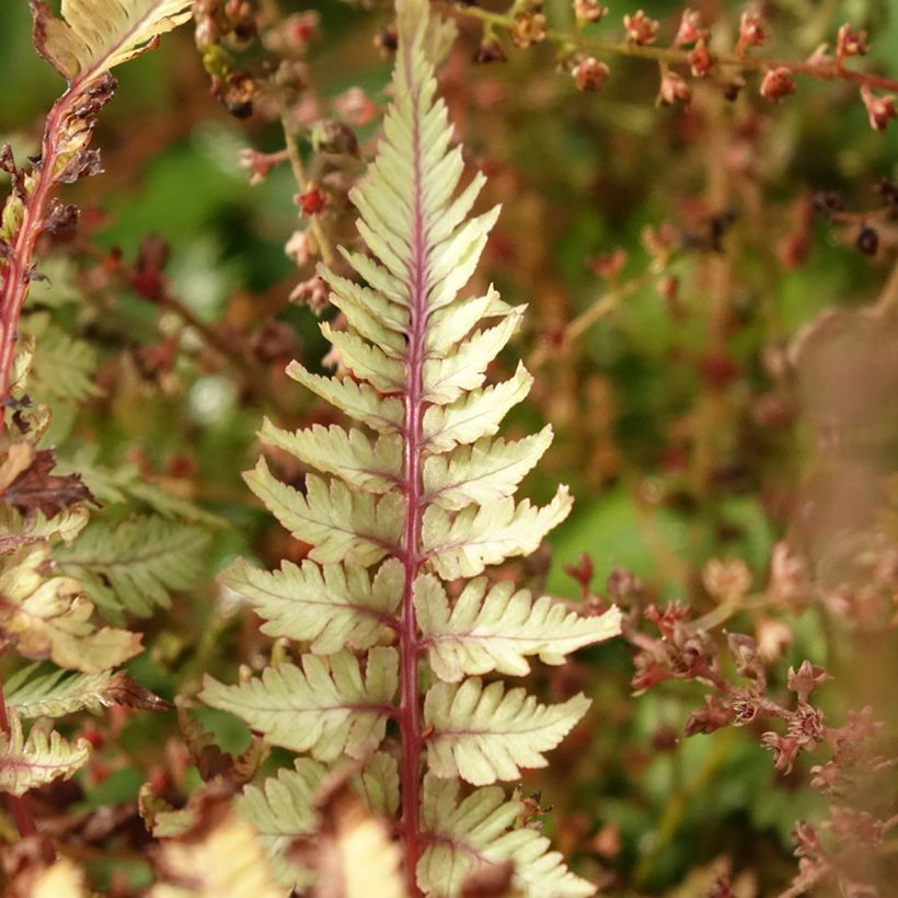 Athyrium niponicum Crested Surf - Fougère japonaise (Feuillage)