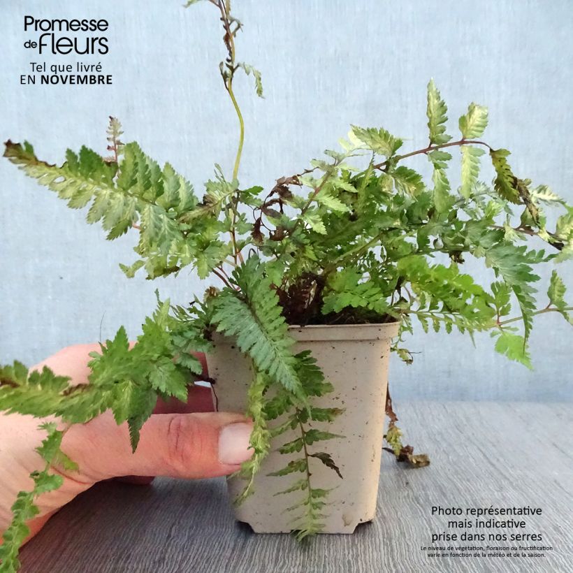 Spécimen de Athyrium niponicum Pewter Lace - Fougère Peinte Godet de 8/9 cm tel que livré en automne
