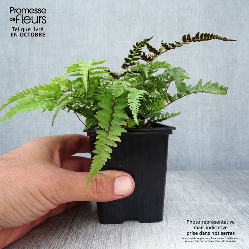Spécimen de Athyrium niponicum Pictum - Fougère japonaise Godet de 8/9 cm tel que livré en automne