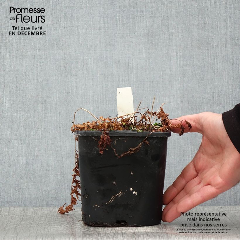 Spécimen de Athyrium niponicum Pictum - Fougère japonaise Pot de 2L/3L tel que livré en automne