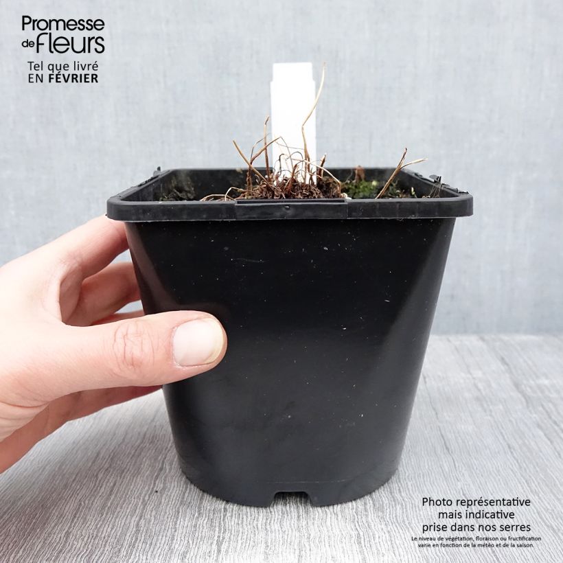 Athyrium niponicum var. pictum Metallicum - Helecho pintado japonés Maceta 2L/3L Ejemplar entregado en invierno