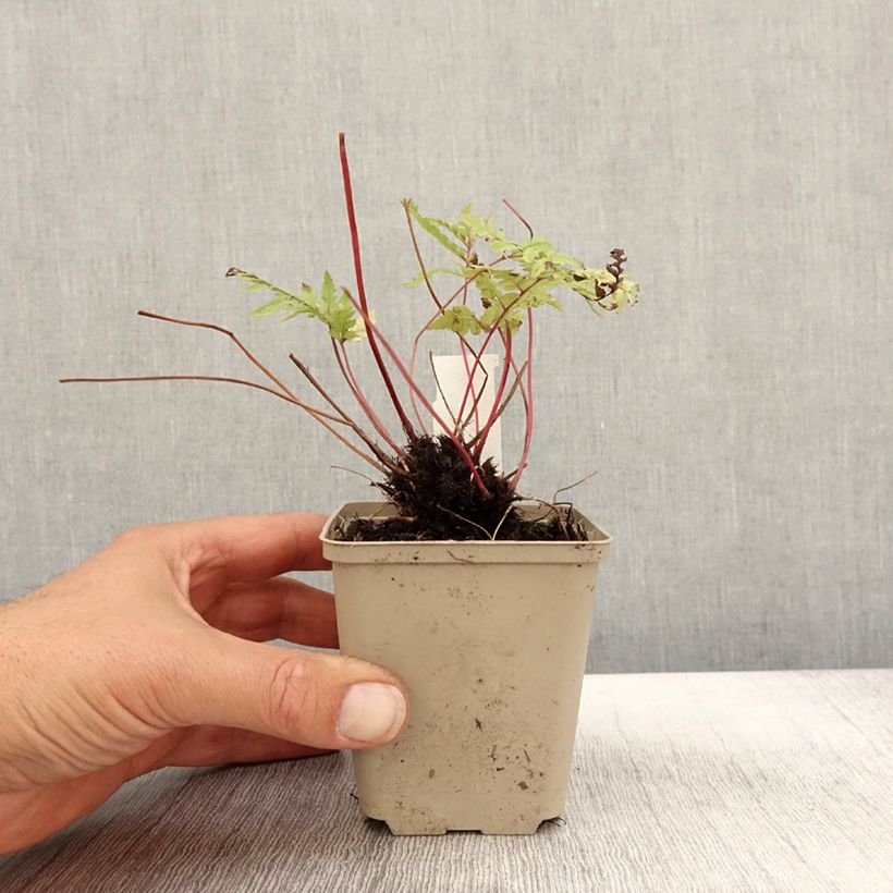Spécimen de Athyrium otophorum var. okanum - Fougère femelle du Japon Godet de 8/9 cm tel que livré en automne