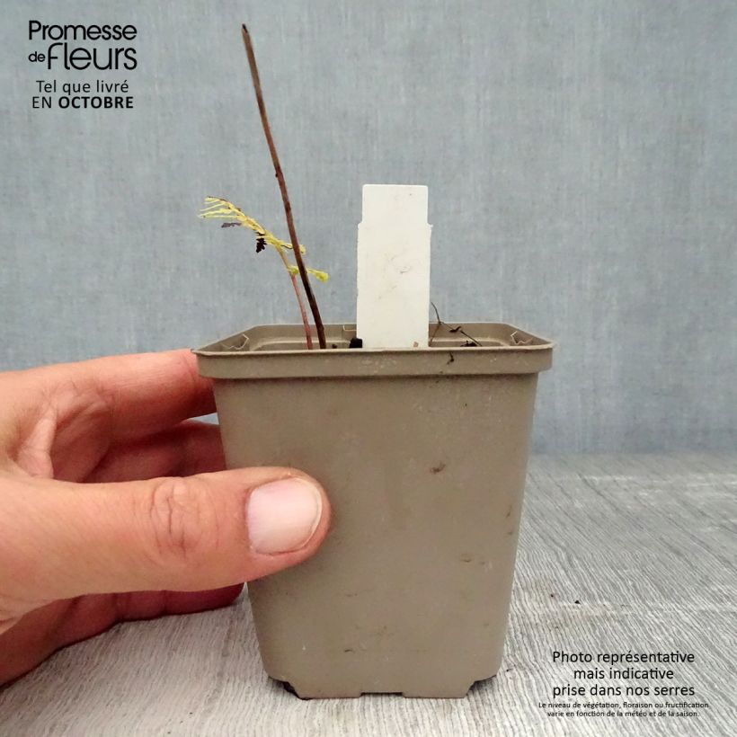 Spécimen de Athyrium vidalii - Fougère de Vidal Godet de 8/9 cm tel que livré en automne