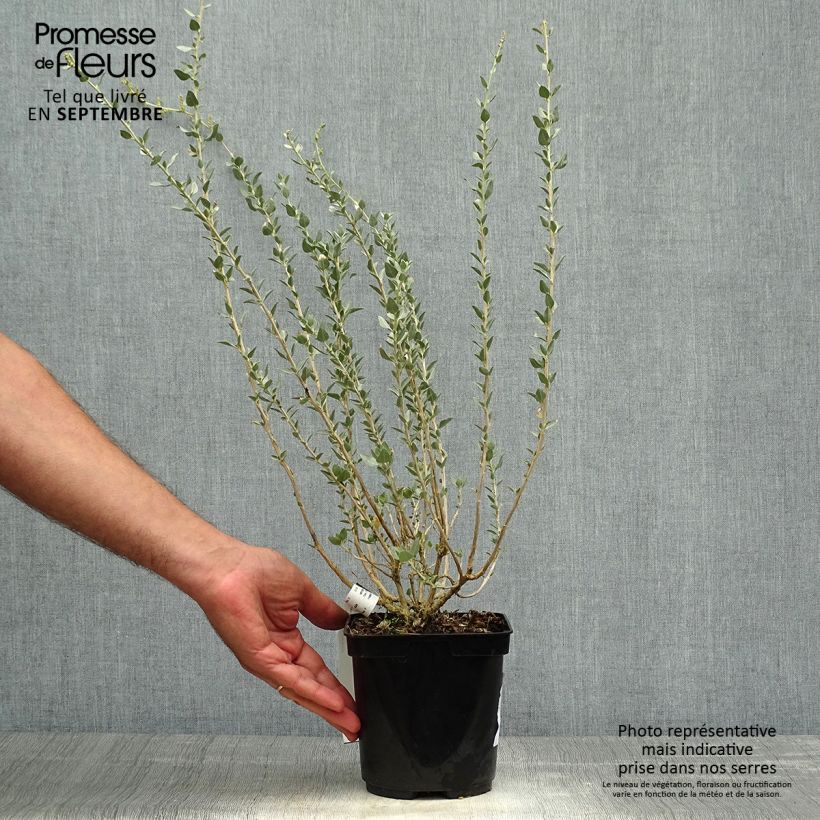 Spécimen de Atriplex halimus - Arroche marine, pourpier de mer Pot de 1,5L/2L tel que livré en automne