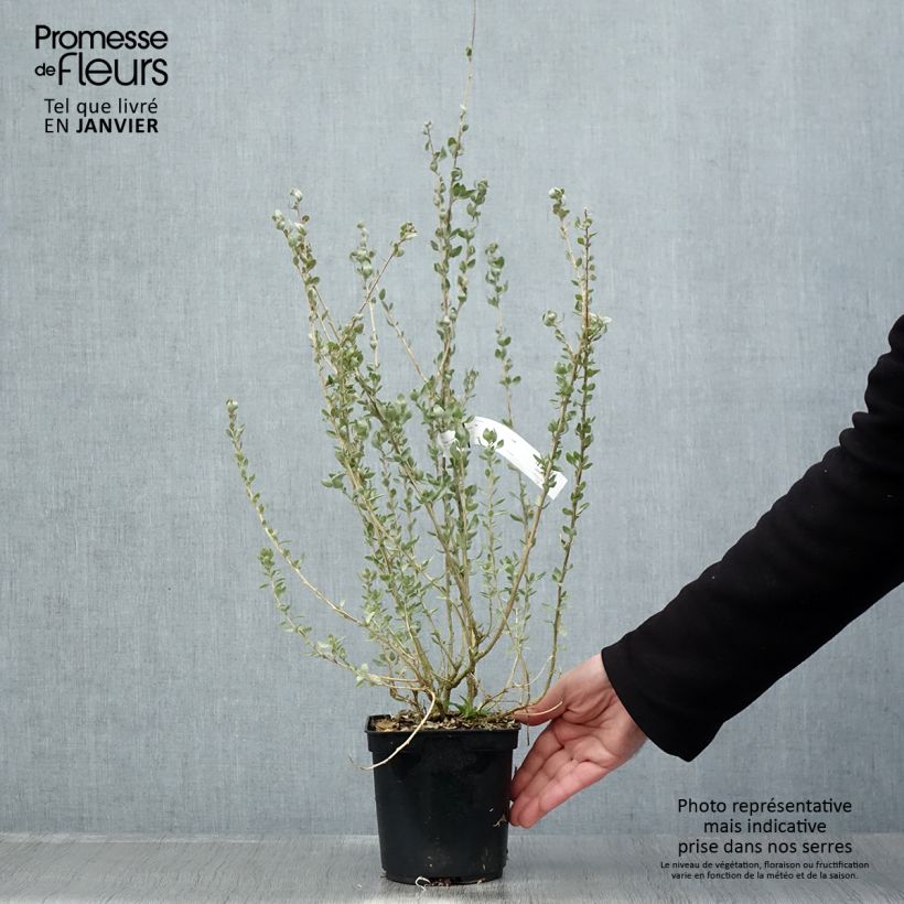 Spécimen de Atriplex halimus - Arroche marine, pourpier de mer Pot de 1,5L/2L tel que livré en hiver