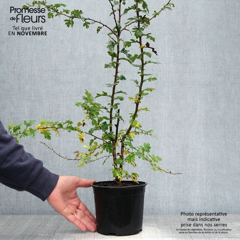 Spécimen de Aubépine, Epine blanche - Crataegus monogyna Pot de 2L/3L tel que livré en automne