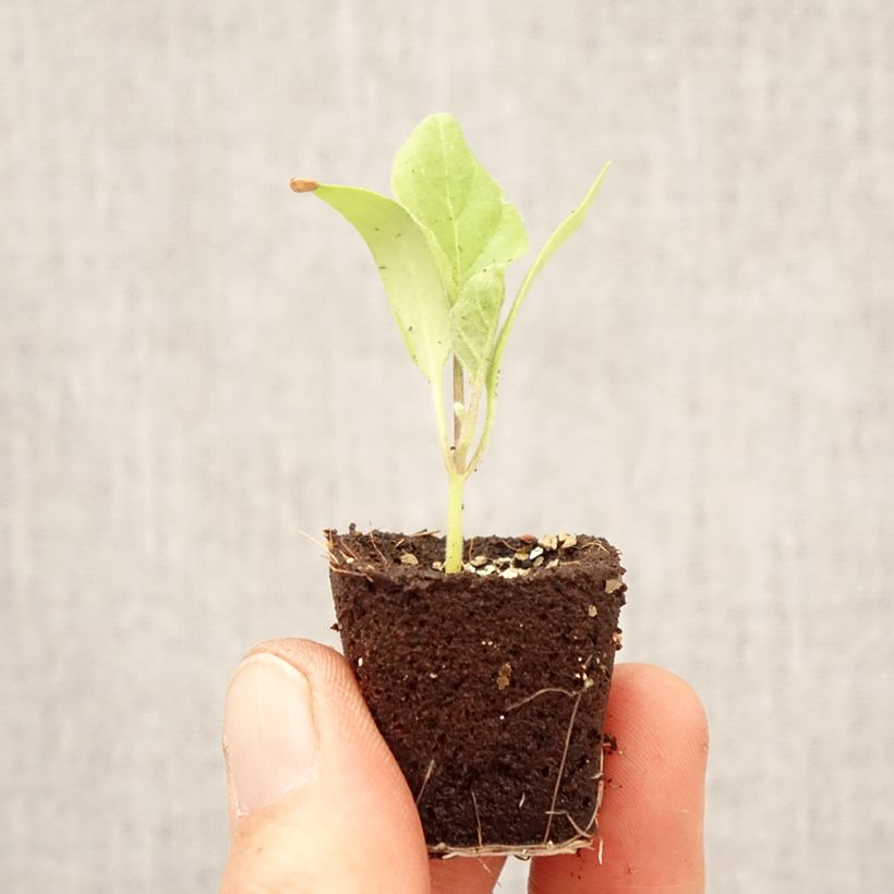 Spécimen de Aubergine Jewel Marble F1 en plant Mini-motte Ø 3/4 cm tel que livré au printemps